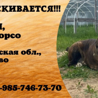Потеряно:  собака собака собака