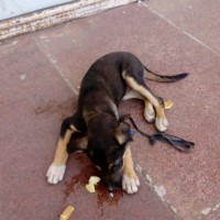Найден щенок, окрас черно-коричневый, с поводком