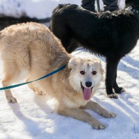 В добрые руки, собаки