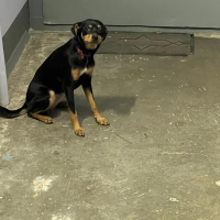 Найдено:  собачка