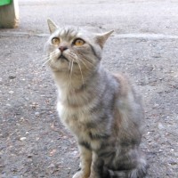 Найден котик, порода британская, окрас серо-белый