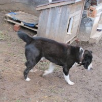 Найдена собака, порода среднеазиатская овчарка, окрас черно-белый
