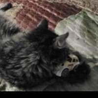 Пропала кот, сибирская порода, окрас серо-черный, пушистая