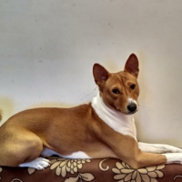 Потеряно:  собака собака