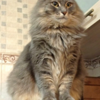 Найдено:  кота