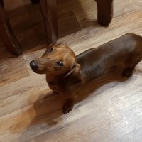 Найден пес, порода такса, окрас коричневый