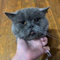 Пропал кот, порода британская, окрас дымчатый