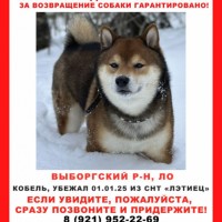 Потерялся друг