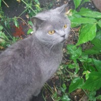 Найдена кошка, порода британская, окрас дымчатый