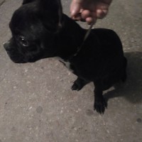 Найдена собака, порода французский бульдог, окрас черный