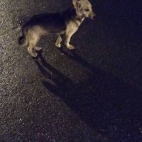 Найдена собака