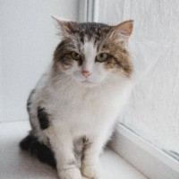 Найден кот, окрас белый с черно-коричневыми пятнами