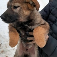 В добрые руки, щенки