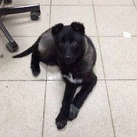 Найден щенок, окрас черный