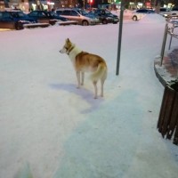 Найдена собака, окрас светло-рыжий