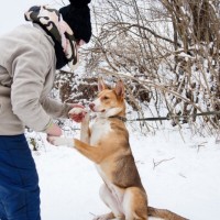 В добрые руки, собачка, окрас трехцветный