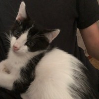 Найден котёнок, окрас черно-белый