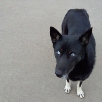 Найден пес, окрас черный с белыми лапами