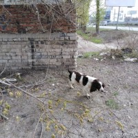 Найдена собака, порода спаниель, окрас черно-белый