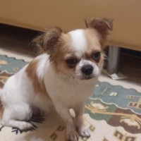 Найден чихуахуа