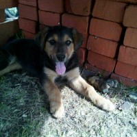 Найдена собака с щенками, порода русская гончая, окрас черно-рыжий
