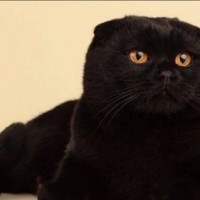 Найден кот, порода шотландский вислоухий, окрас черный