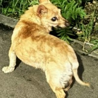 Пропал маленький песик