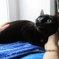 В добрые руки кошка, окрас черный