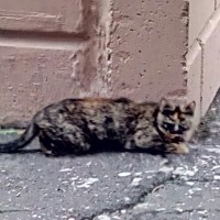 Найдена кошка (кот), окрас черепаховый, с ошейником