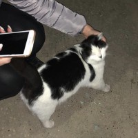 Найден кот\кошка, окрас черно-белый