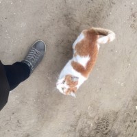 Найдена кошка, окрас рыже-белый