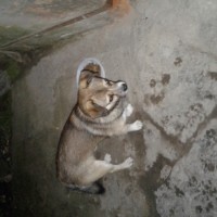 Найдена маленькая собачка серо-бежевого окраса