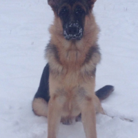 Потеряно:  овчарка собака овчарка