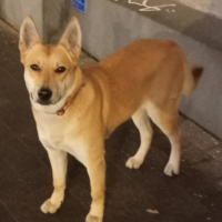 Потеряно:  собака собака