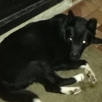 Найден пёс, окрас черный, белые лапы