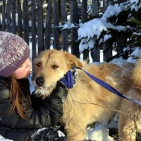 В добрые руки, пёс, окрас рыжий