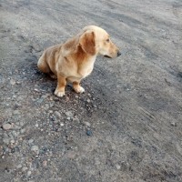 Найдена собака, окрас бежевый