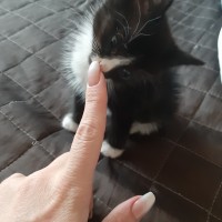 В добрые руки, котенок, окрас черно-белый