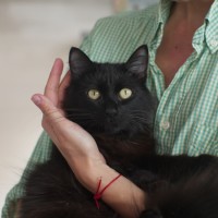 В добрые руки, коты, окрас черно-белый и полностью черный
