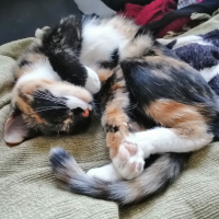 Потеряно:  кошка кошка