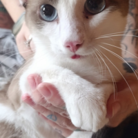 Найдено:  котик мальчик