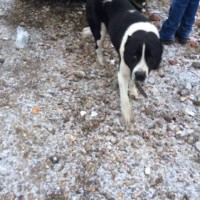Найден пес, окрас черно-белый