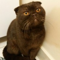 Найден кот, окрас черный, вислоухий