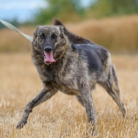 Отдам в добрые руки:  фенотип голландской овчарки