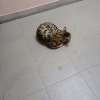Найден кот, окрас тигровый