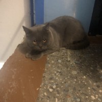 Найден кот, порода британская