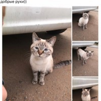 Найден кот\кошка, окрас серо-белый, полосатый