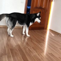 Найдена собака, порода хаски, окрас черно-белый