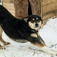 В добрые руки, собака, окрас черно-коричневый