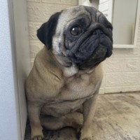 Потерялась собачка. Мопс, девочка